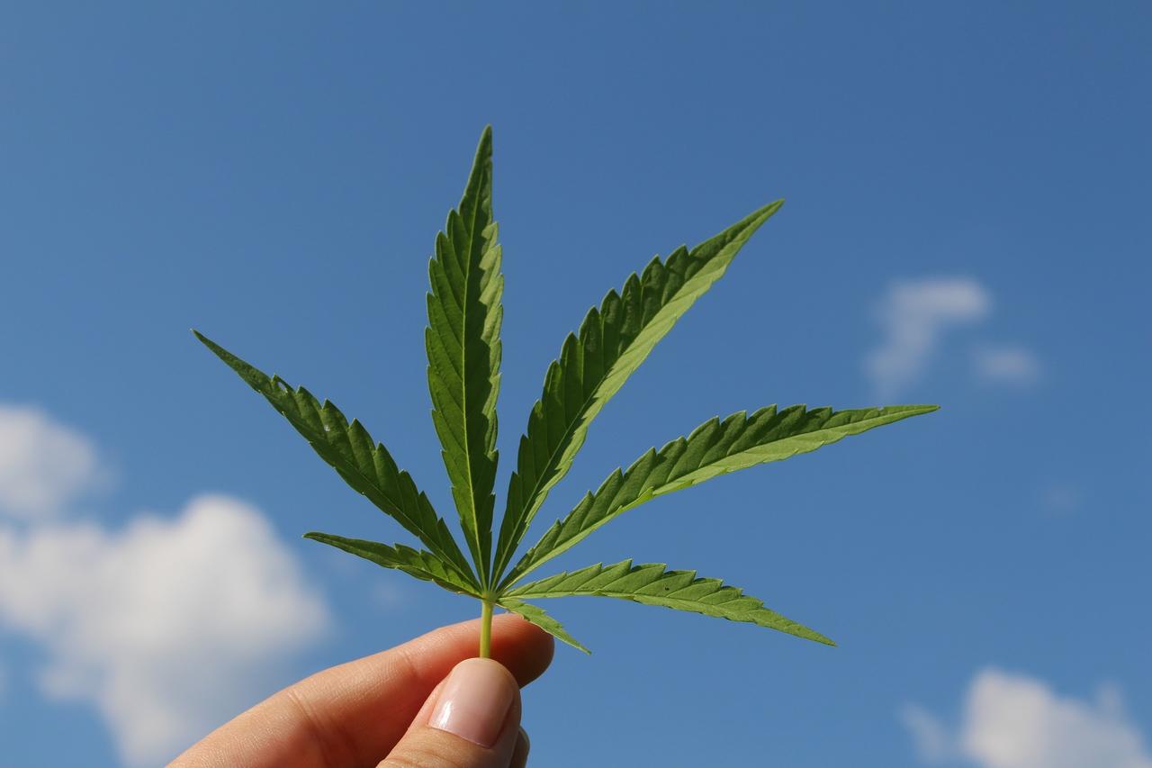 CBD et Marijuana – Quelles différences ?